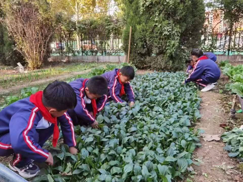 在教育领域,尤其是在“劳动技术”和“综合实践”的课程设计中,课程资源的核心和主要组成部分是什么?这不仅仅是一个理论问题,更关乎实际教学效果的提升。